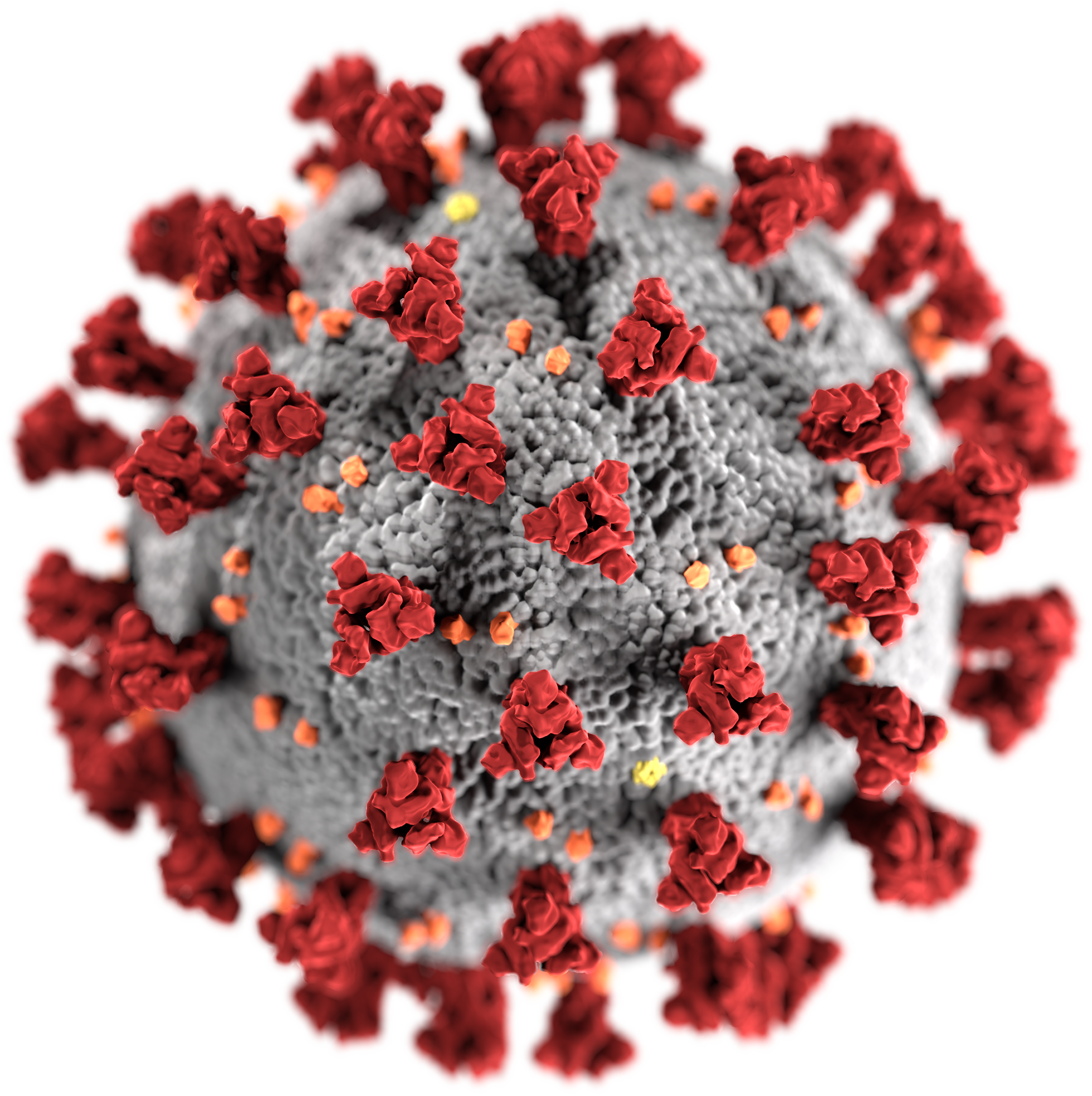 Coronavirus SARS-Cov-2
(Graphik: Wikipedia)
